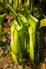 Nepenthes reinwardtiana
