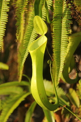 Nepenthes reinwardtiana