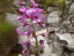 Indigofera filifolia