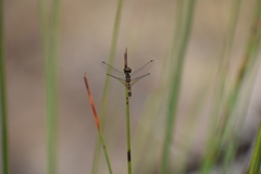 Nannophya pygmaea