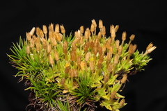 Arenaria alpamarcae