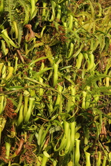 Nepenthes reinwardtiana