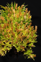 Arenaria alpamarcae