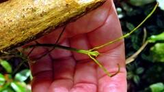 Cladoxerus