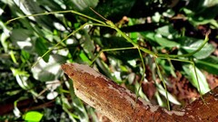 Cladoxerus