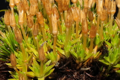 Arenaria alpamarcae