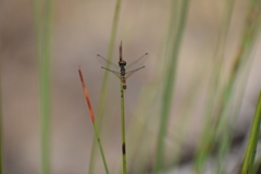 Nannophya pygmaea