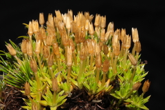 Arenaria alpamarcae