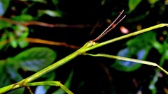 Cladoxerus