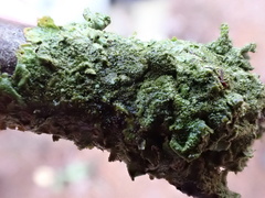 Melanohalea exasperatula