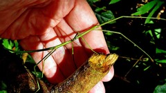 Cladoxerus
