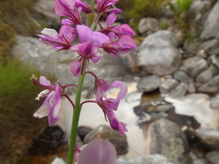 Indigofera filifolia