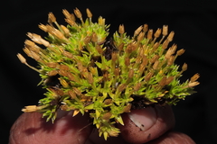 Arenaria alpamarcae