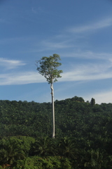 Koompassia excelsa