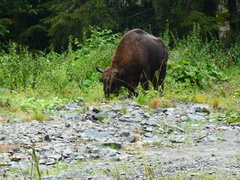 Bison bonasus