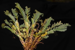 Astragalus brackenridgei