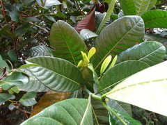 Gardenia aubryi