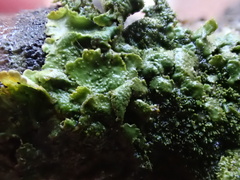 Melanohalea exasperatula