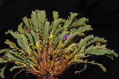 Astragalus brackenridgei