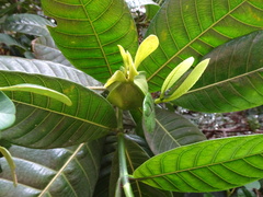 Gardenia aubryi