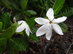 Gardenia aubryi