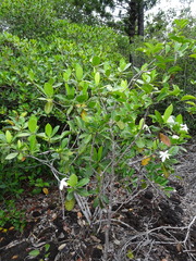 Gardenia aubryi