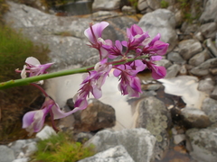 Indigofera filifolia