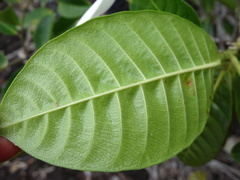 Gardenia aubryi