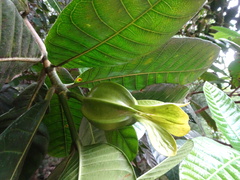 Gardenia aubryi