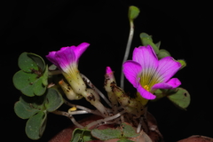 Oxalis oreocharis