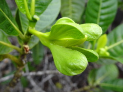 Gardenia aubryi