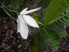 Gardenia aubryi