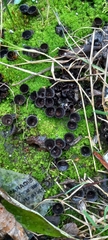Cyathus striatus