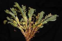 Astragalus brackenridgei