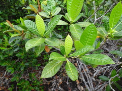 Gardenia aubryi