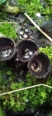 Cyathus striatus