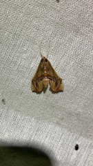 Agathodes ostentalis