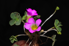 Oxalis oreocharis