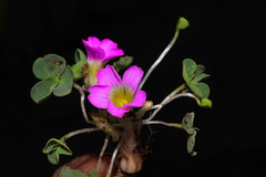 Oxalis oreocharis