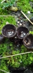 Cyathus striatus