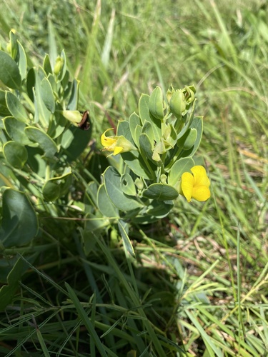Common Widowpea (Rafnia elliptica)