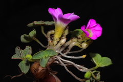 Oxalis oreocharis