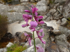 Indigofera filifolia