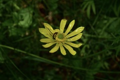 Ranunculus peduncularis
