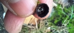Cyathus striatus