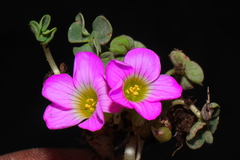 Oxalis oreocharis
