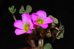 Oxalis oreocharis
