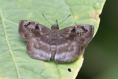 Quadrus u-lucida