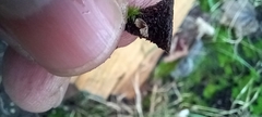 Cyathus striatus
