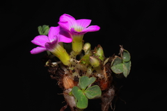 Oxalis oreocharis